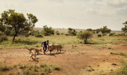 狮子短视频,探寻非洲草原霸主的传奇故事